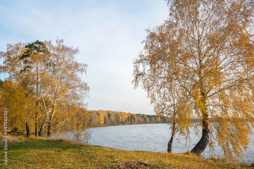 Path or road among yellow autumn grass, golden foliage, yellowed birches and other trees on the lake shore. Autumn landscape