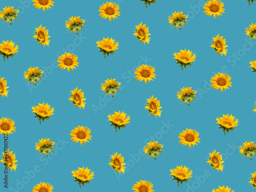 Minimal composition pattern background of fresh yellow sunflowers on bold blue. summer gardening concept. Isometric view.