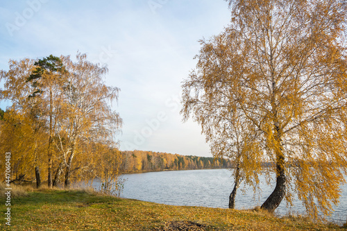 Path or road among yellow autumn grass  golden foliage  yellowed birches and other trees on the lake shore. Autumn landscape