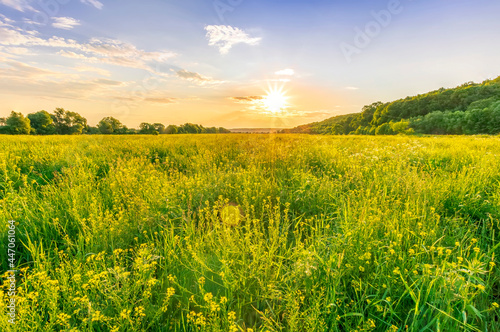 beautiful view from grass in summer flowering yellow valley to a nice sunset or sunrise with sun glow and clouds