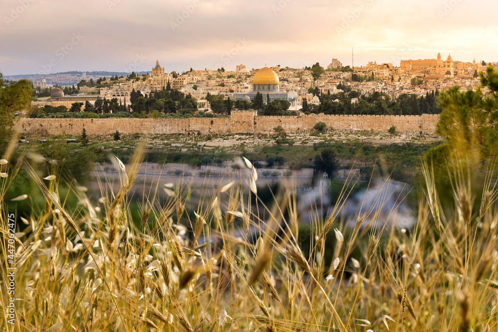 Harvest-time view of Old City Jerusalem: Mount Zion and the Jewish Quarter, the Dome of the Rock on Temple Mount and the Golden Gate; with yellow wild barley and oats in the foreground