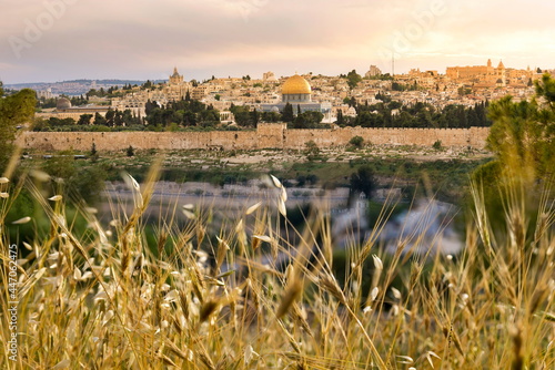 Harvest-time view of Old City Jerusalem: Mount Zion and the Jewish Quarter, the Dome of the Rock on Temple Mount and the Golden Gate; with yellow wild barley and oats in the foreground photo