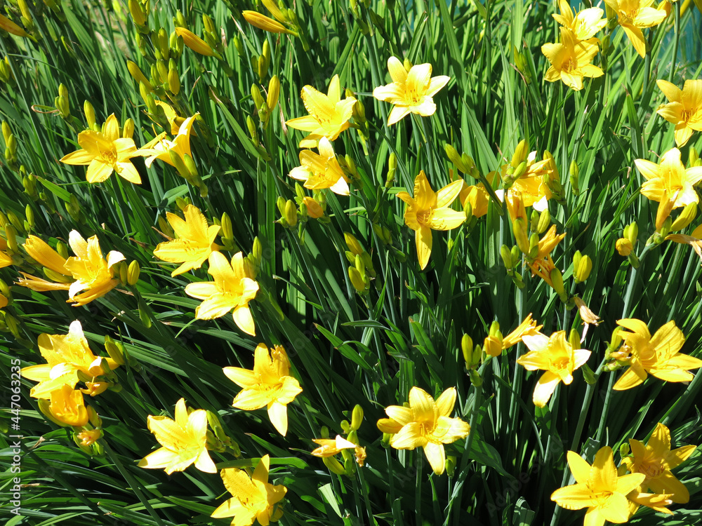 Obraz premium bright yellow lilies bloom luxuriantly in the garden in summer