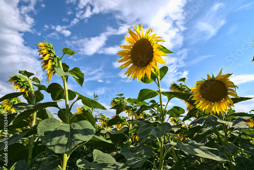 Girasole
