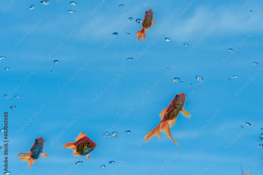 Obraz premium 青空を泳ぐ金魚たち