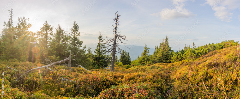 Fototapeta premium Autumn mountain in Ramzova slopes with drying blueberry at sunset. Jeseniky mountains with Serak peak.