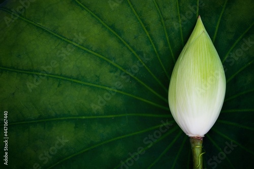 lotus bud natural green lotus leaf background