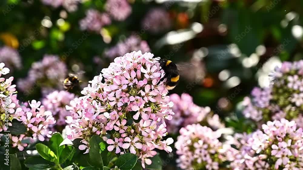 Two white tailed Bumblebee or Bombus Lucorum collecting nectar from the flower of a Virburnum flower in summertime. Two white tailed Bumblebee or Bombus Lucorum collecting nectar from the flower of a Virburnum flower in summertime.