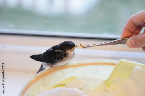 A swallow chick eats a mealworm with tweezers from a human hand on window background, wild bird feeding at home