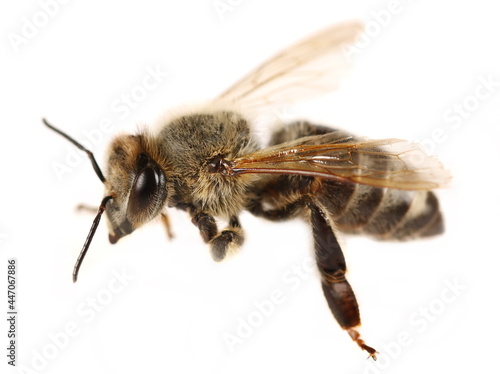 Honeybee in fly isolated on white background, side view