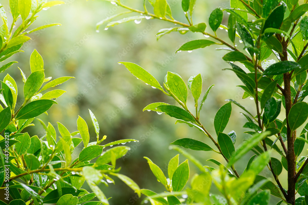 raindrops on green leaves, purity nature background raindrops on green leaves, purity nature background