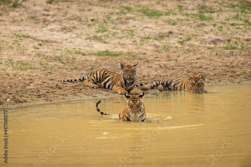 royal bengal tiger cubs playing in water body during summer season at bandhavgarh national park or tiger reserve umaria madhya pradesh india - panthera tigris tigris photo