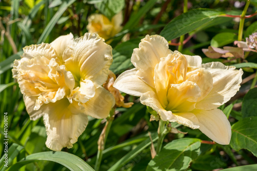 Branch of yellow daylilies with blurred green garden background