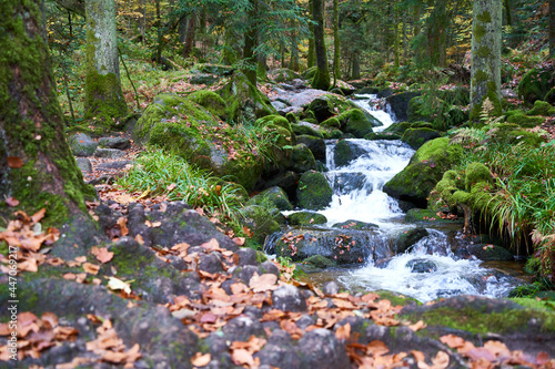 Some cascades from th gertelbach falls in the autumn forest  surrounded with plant stems and many mossy stones. Roots in the foreground. Germany  Black forest.