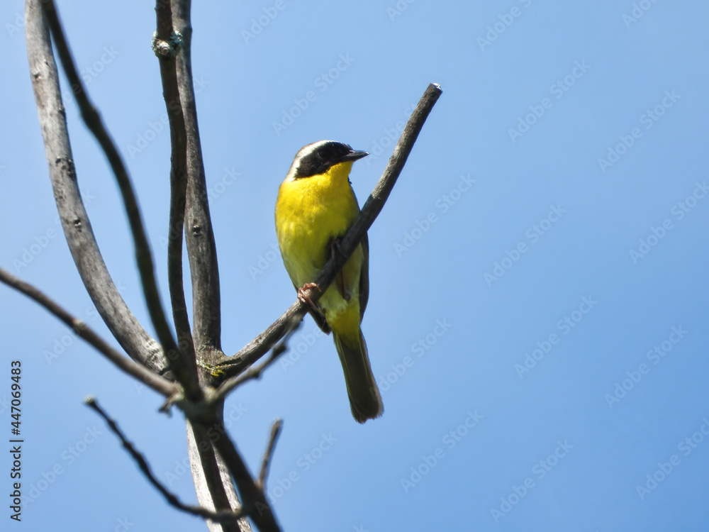 Obraz premium Warbler on a Tree Branch: A male common yellowthroat warbler bird sits on a forked bare tree branch on a summer day
