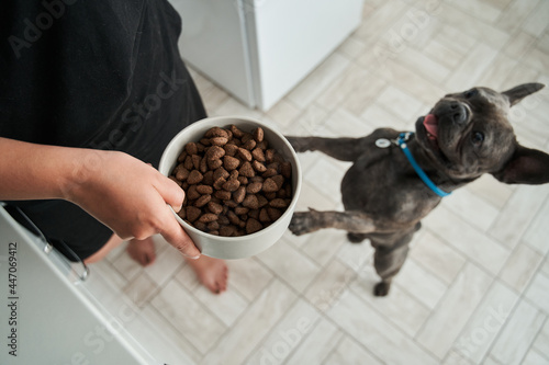 Dog standing on his legs and asking for dinner while his owner holding a portion of food photo