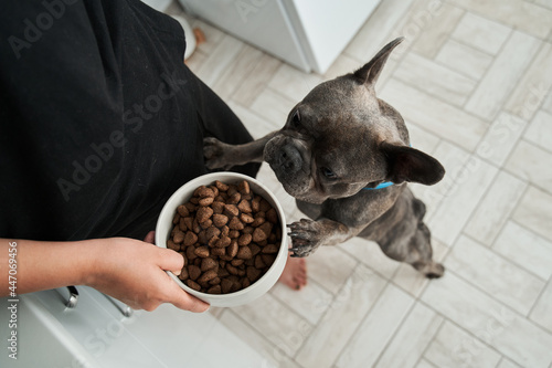 French bulldog awaiting command from his female owner to eating photo