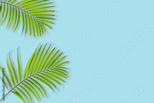 Fototapeta Naklejka Na Ścianę i Meble -  Creative layout of colorful tropical  palm leaf on pastel blue background. minimal summer exotic concept with copy space, flat lay.