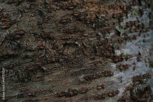 Wallpaper Mural 樹皮 Torontodigital.ca