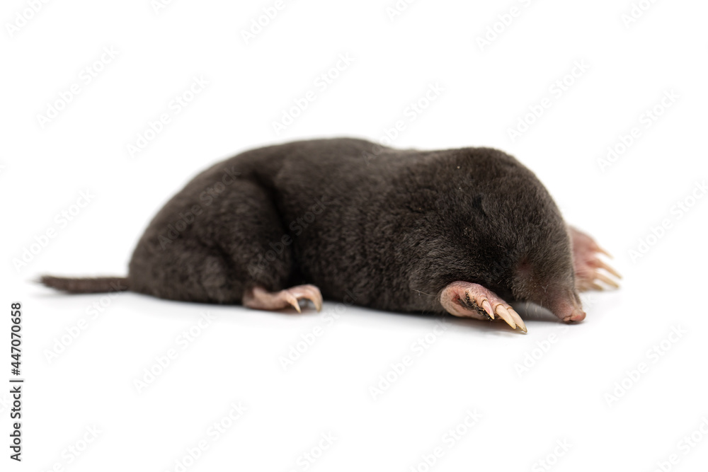 european mole on a white background, Talpa europaea - obrazy, fototapety, plakaty 