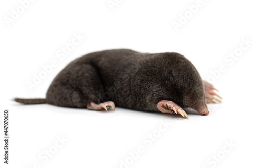 european mole on a white background, Talpa europaea photo