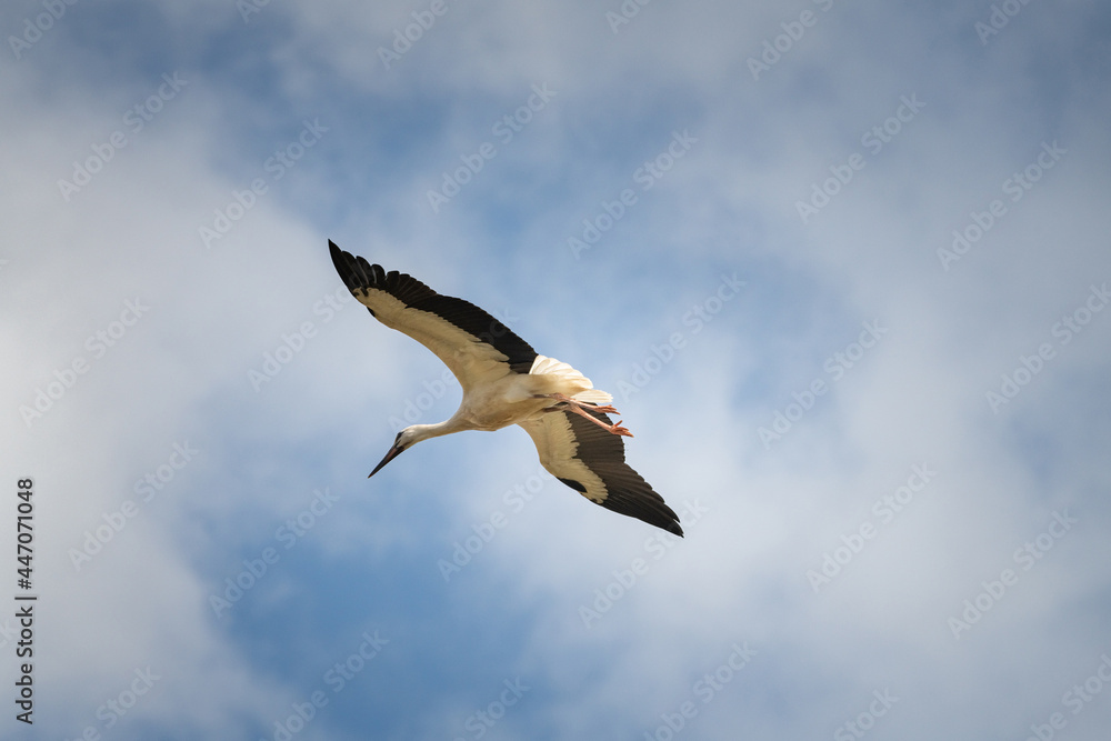 Fototapeta premium The stork flies beautifully high in the sky.