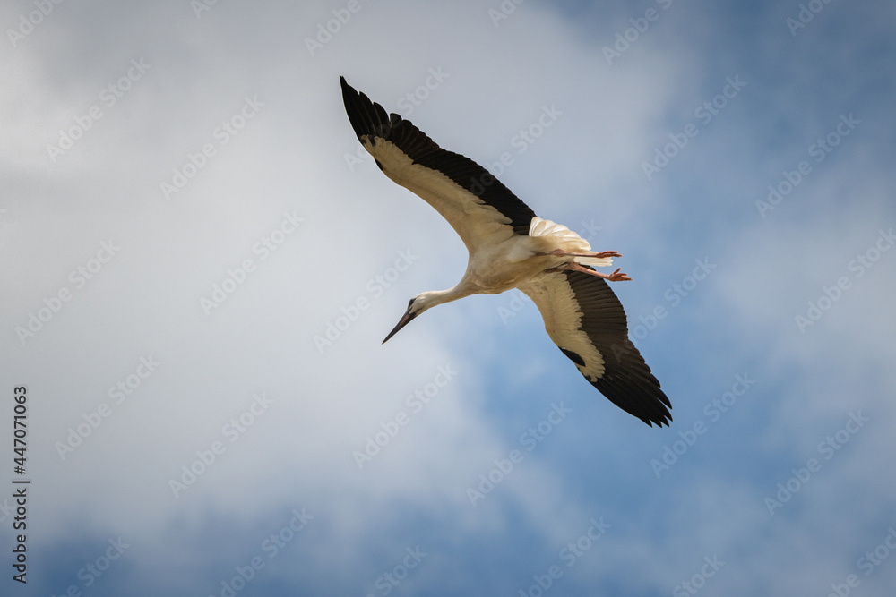 Obraz premium The stork flies beautifully high in the sky.