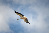 The stork flies beautifully high in the sky.