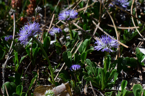 Kugelblume, Globularia, auf Kalggestein  photo