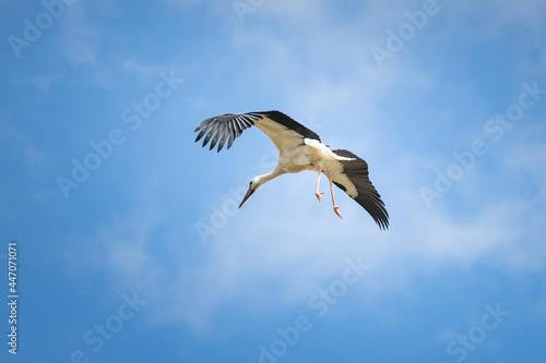 The stork flies beautifully high in the sky. © shymar27