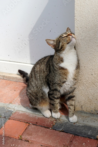 Cute tabby mongrel cat rubbing delighted against house wall in the sunlight
