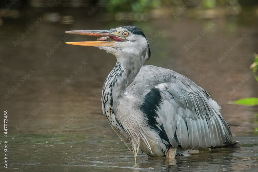 Graureiher mit gefangenem Fisch im Schnabel