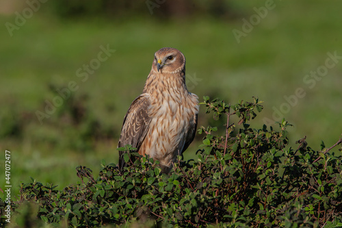 Chicken Harrier, (Circus cyaneus), perched on ground in the wild.