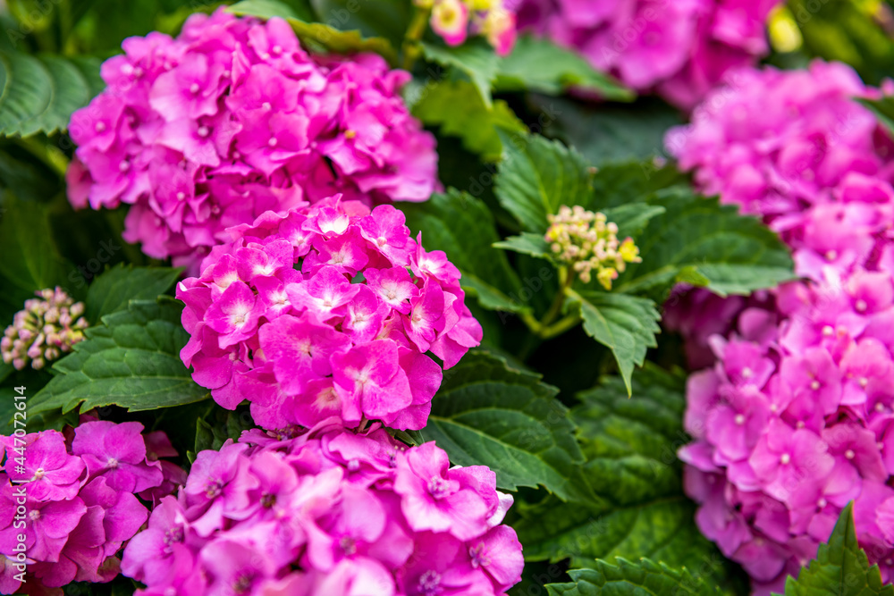 Vibrant pink Hydrangea blossoms close up. Hydrangea macrophylla shrub. Hortensia floral background. Vibrant pink Hydrangea blossoms close up. Hydrangea macrophylla shrub. Hortensia floral background.