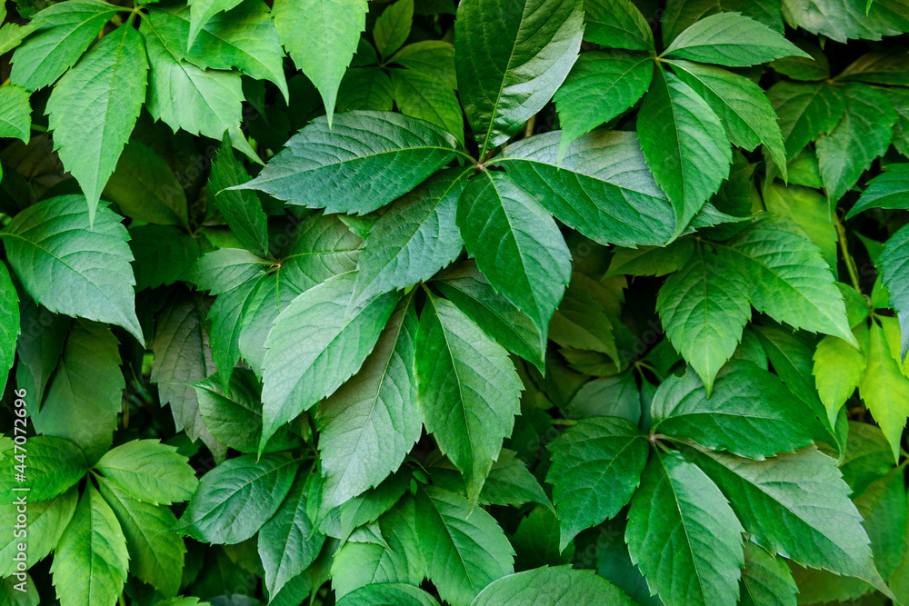Virginia creeper plant background. Natural floral pattern. Lush dark green foliage of a parthenocissus plant. Virginia creeper plant background. Natural floral pattern. Lush dark green foliage of a parthenocissus plant.