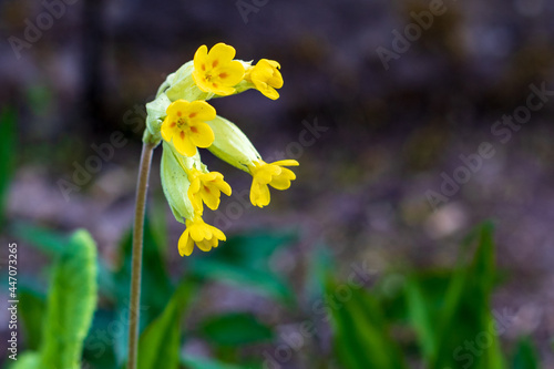 Quadro su tela Yellow flower Primula veris or cowslip primrose in summer, close up and selectiv