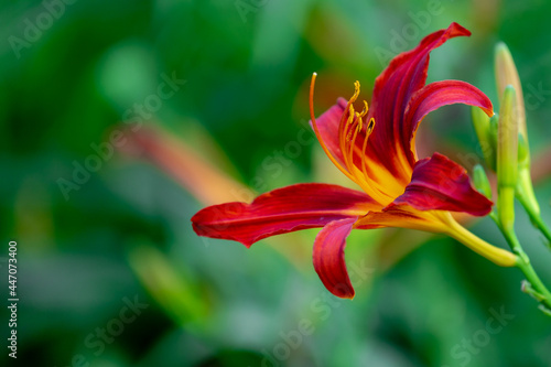 Selective focus of red flower Daylilies with green leaves, A daylily or day lily is a flowering plant in the genus Hemerocallis a member of the family Asphodelaceae, Nature floral background.
