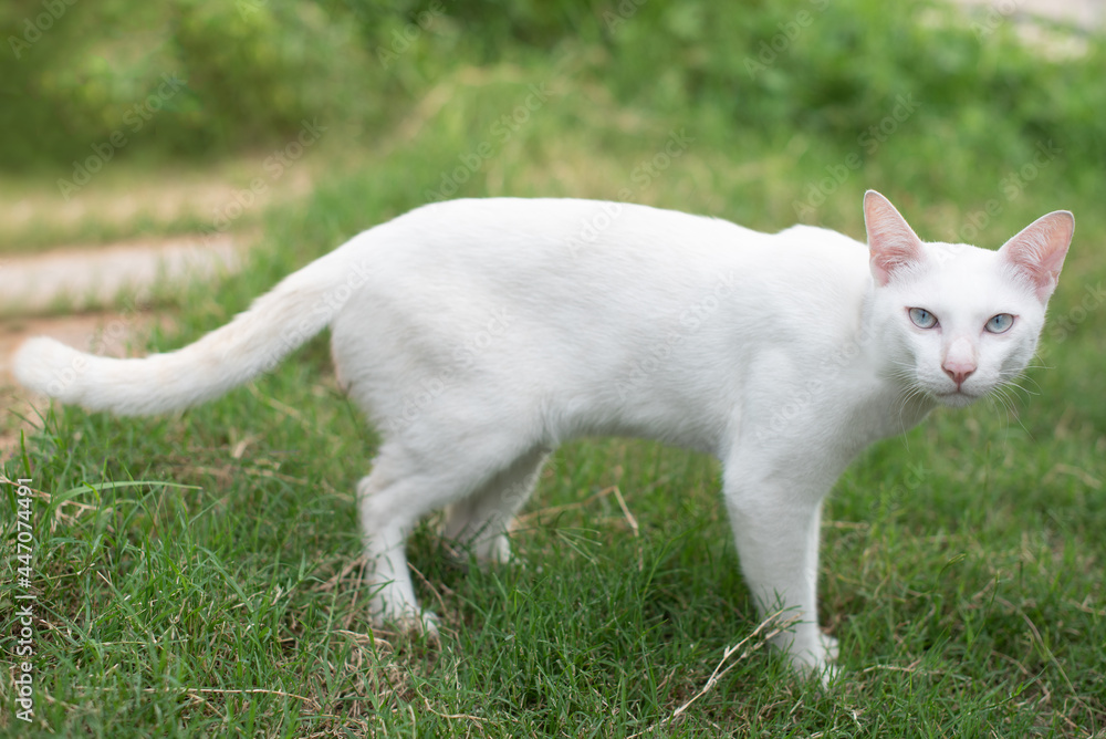 Adorable white cat looking suspiciously at the camera. up copy space Adorable white cat looking suspiciously at the camera. up copy space