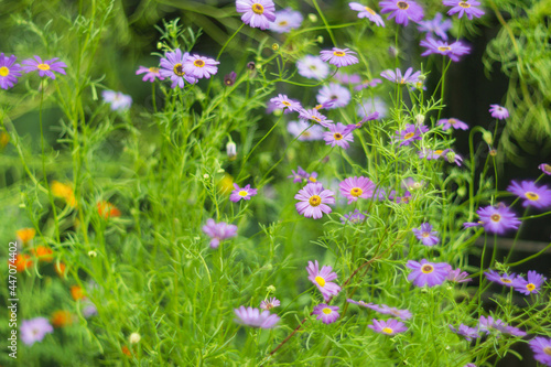 Soft Flowers shot on Vintage Lens