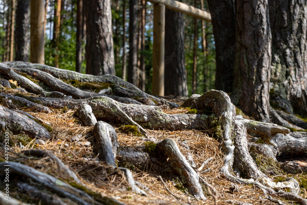 Protruding tree roots from below the ground. Forest area in the daytime. Protruding tree roots from below the ground. Forest area in the daytime.