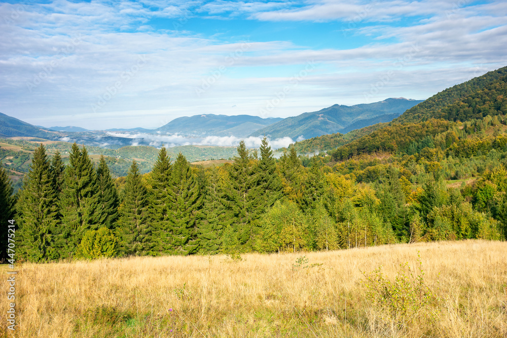 beautiful morning landscape in mountain. forest on the hills. stunning autumn scenery of carpathians with gorgeous cloudscape and fog in the distant valley