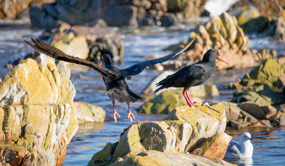 Fototapeta premium Two African Oystercatcher on rocks searching for food.