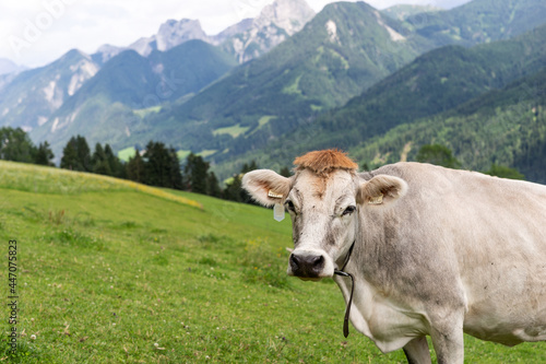 Alpine gray cow. Portrait of a gray beautiful cow