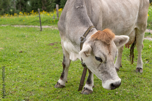 Alpine gray cow. Portrait of a gray beautiful cow