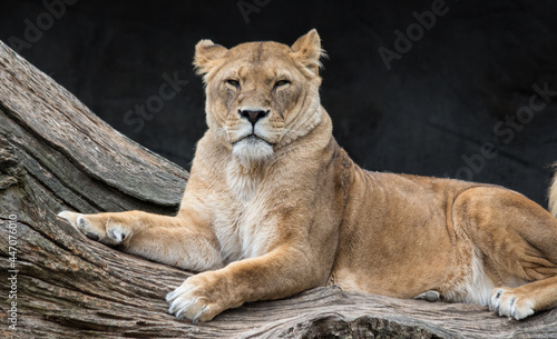 Löwe entspannt auf Baumstamm