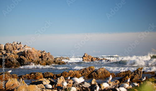 African Sea Gulls searching for food on rocks on a beachfront shore.