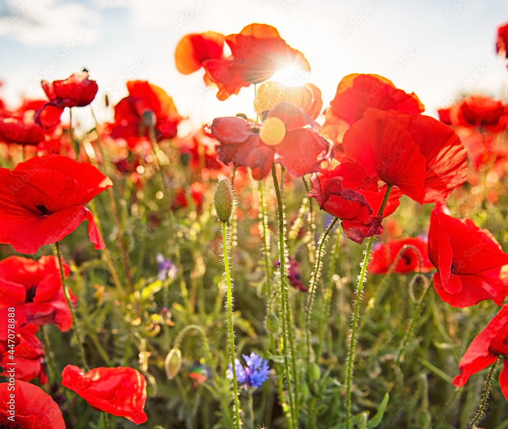 Naklejka premium Wonderful poppy field in spring
