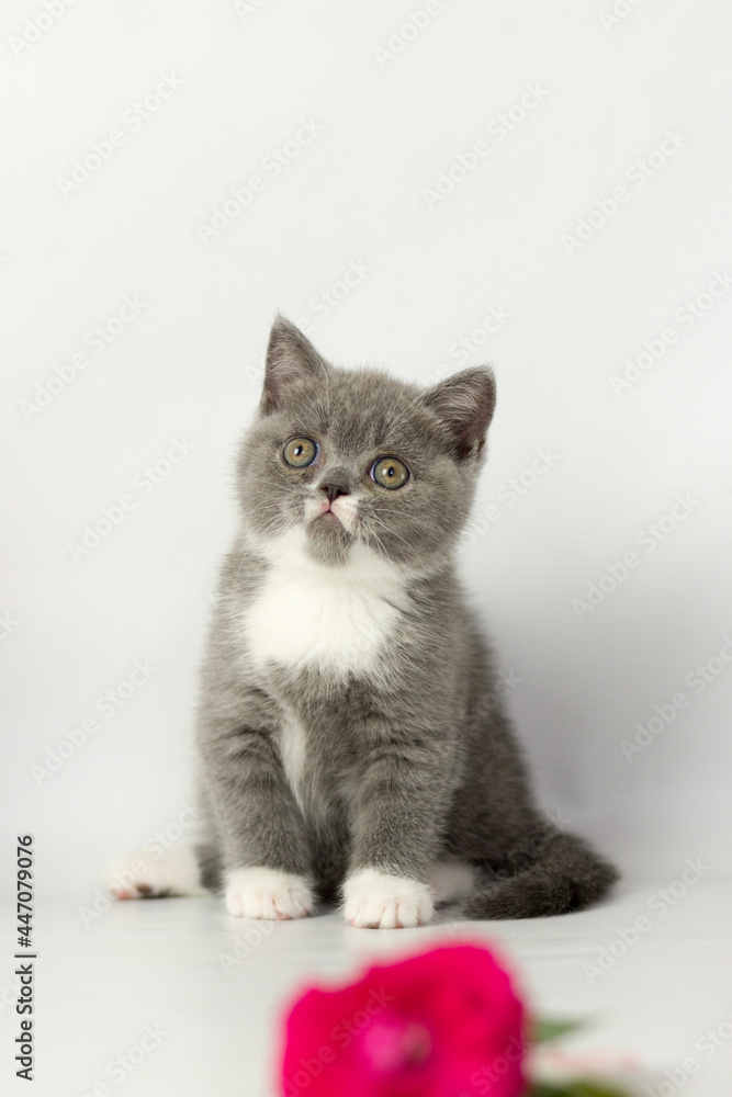Cute British short hair cat. Little kitten plaing, looking at the camera. Red decor