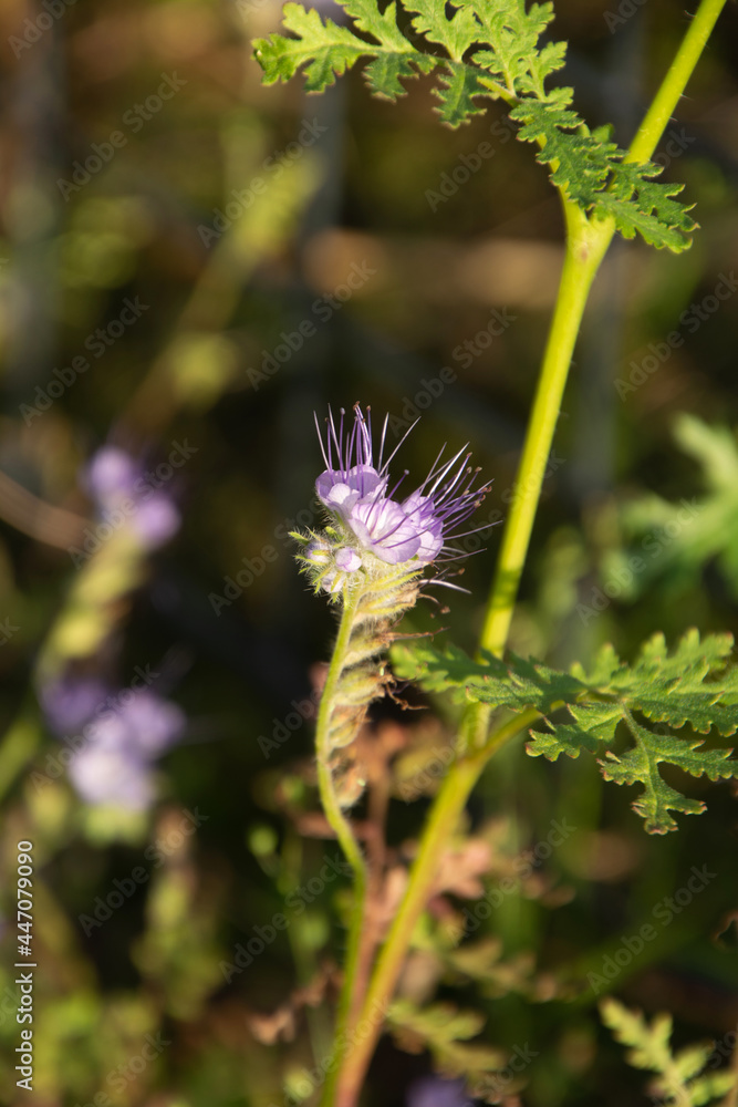 purple phacelia tanacetifolia wildflower with sweet pollination bee and butterfly likes purple phacelia tanacetifolia wildflower with sweet pollination bee and butterfly likes