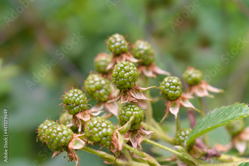 Obraz na płótnie Ripening green blackberries in the garden w salonie